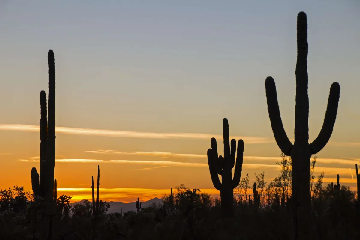 A captivating sunset over the Sonoran Desert with silhouetted cacti and distant mountains, evoking the unique beauty and atmosphere of Scottsdale's surroundings. The sky is awash with warm colors, creating a serene and immersive scene.